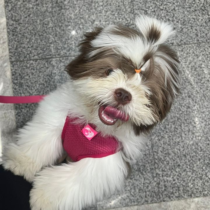 kloe shih tzu 🐶