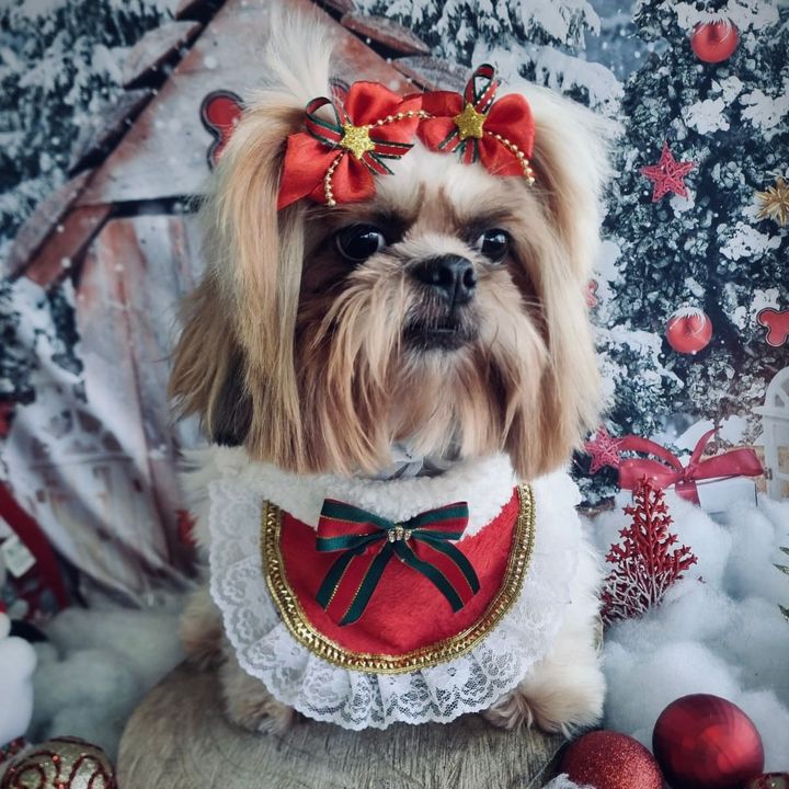 Nala Beatriz pet
