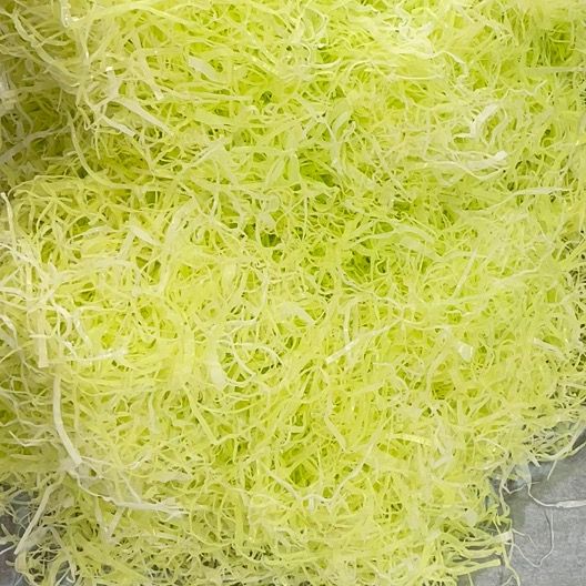 食品サンプル見習い