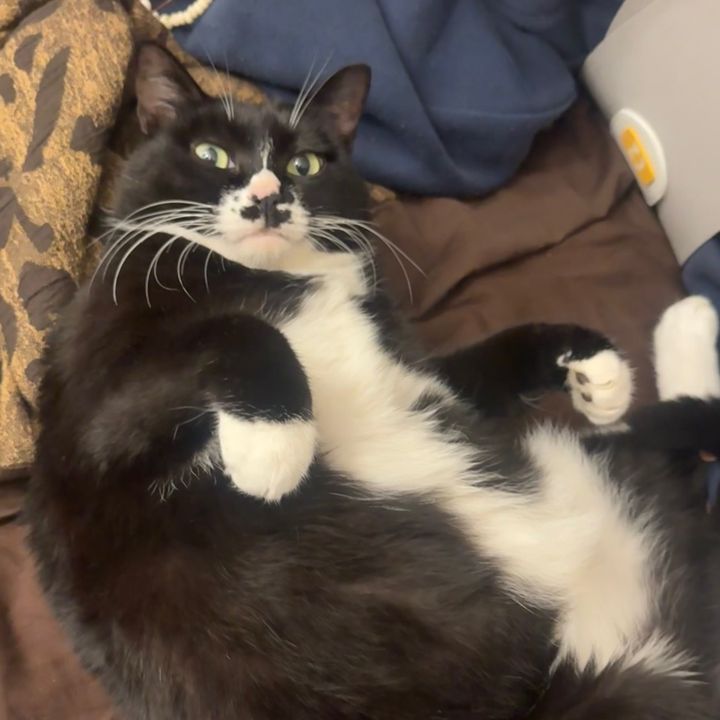 りさのゆるっとペット日記💕