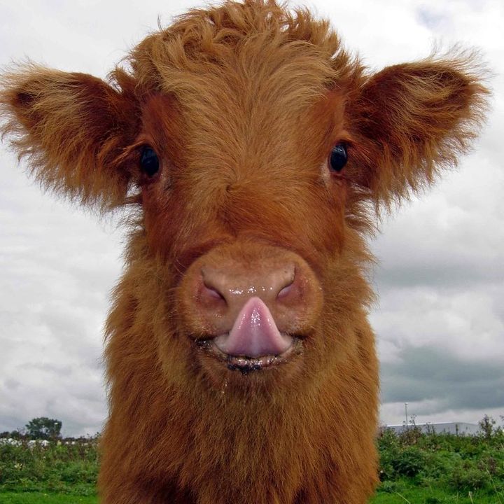 Tillthecowscomehome39