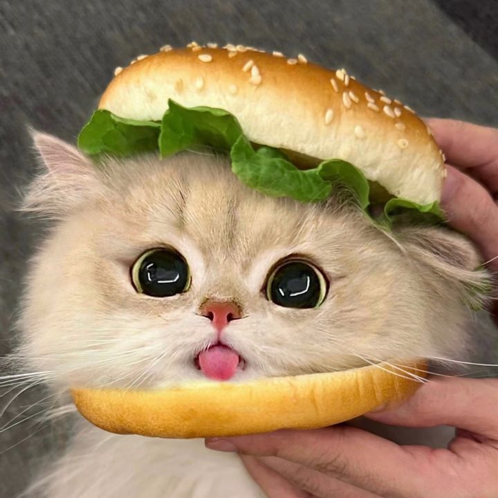 Hjddhj jhxvb Fkgxth