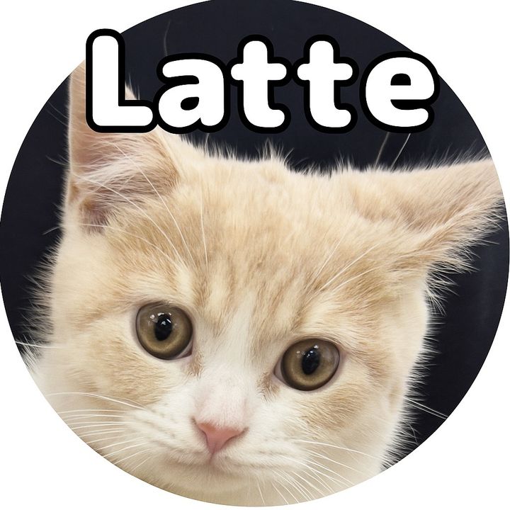 Latte🐈☕️💫Mix猫