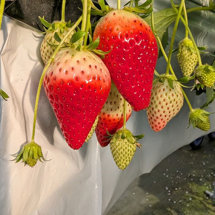バビコの商品紹介