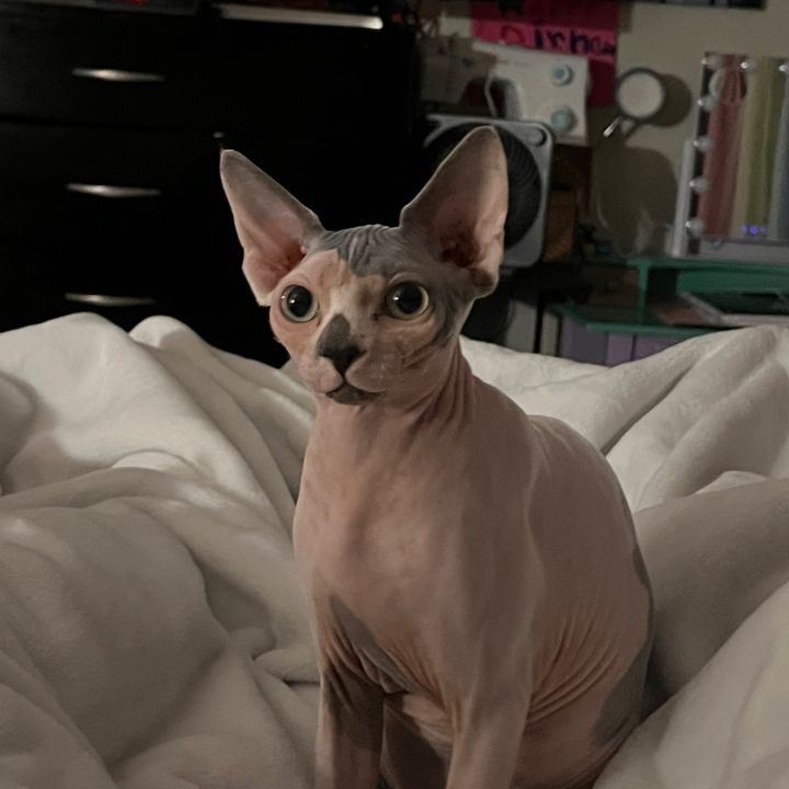 Nohemí SphynxCats