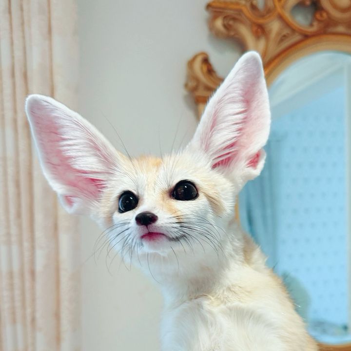 【公式】フェネックぽてころもち🦊