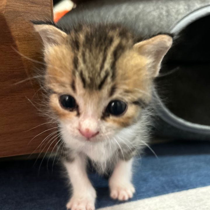 保護猫ラオと不器用男。