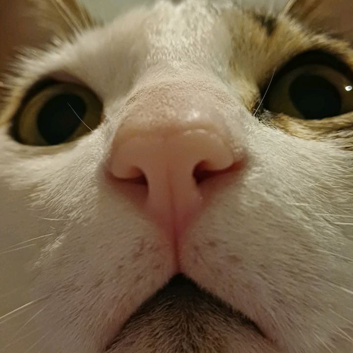Ane cats