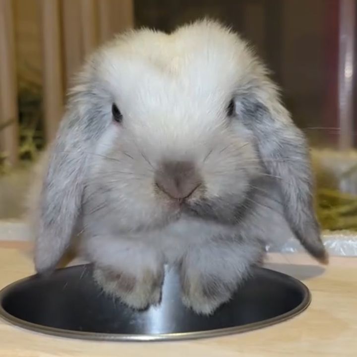 babybunnybenji