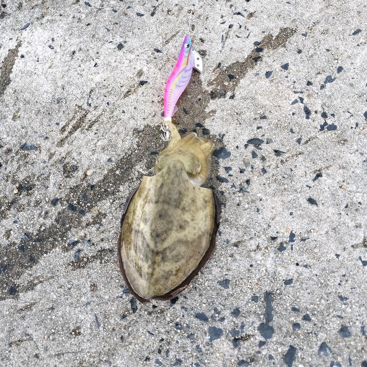 つりきち