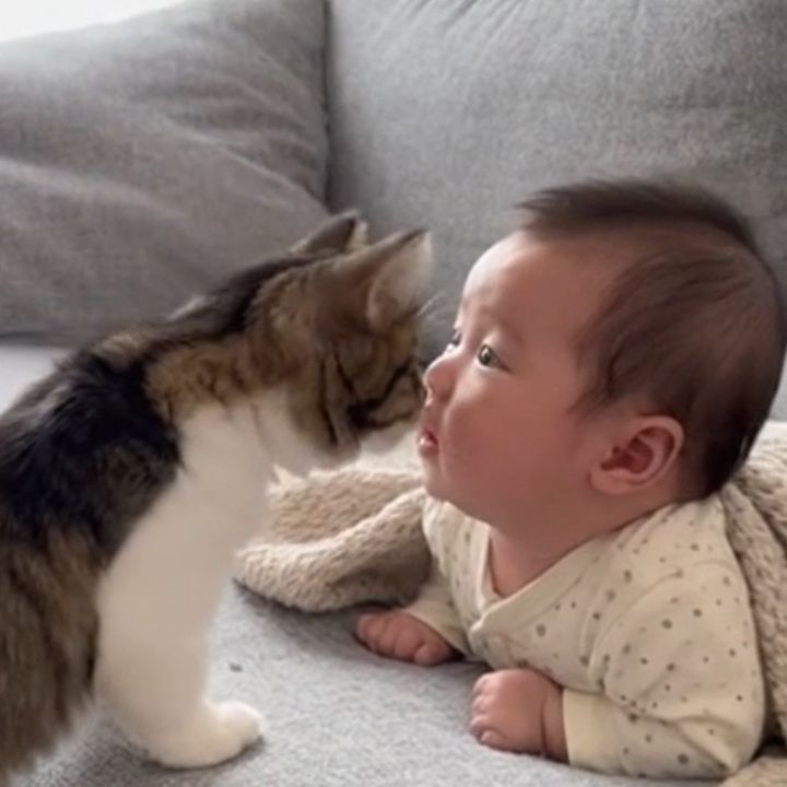 ねことあかちゃん