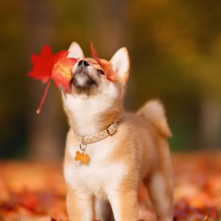 今日のわんこ🐾