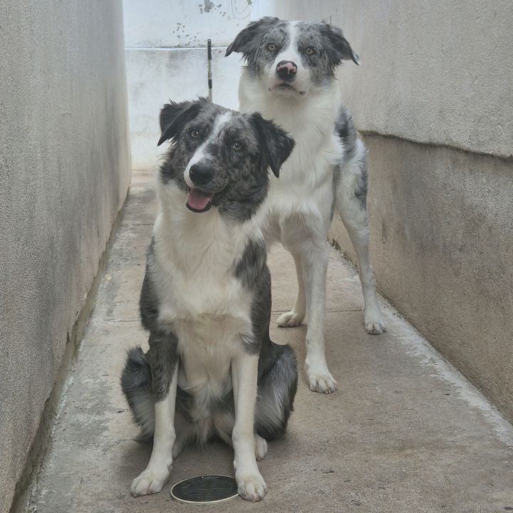 SquadBorderCollie