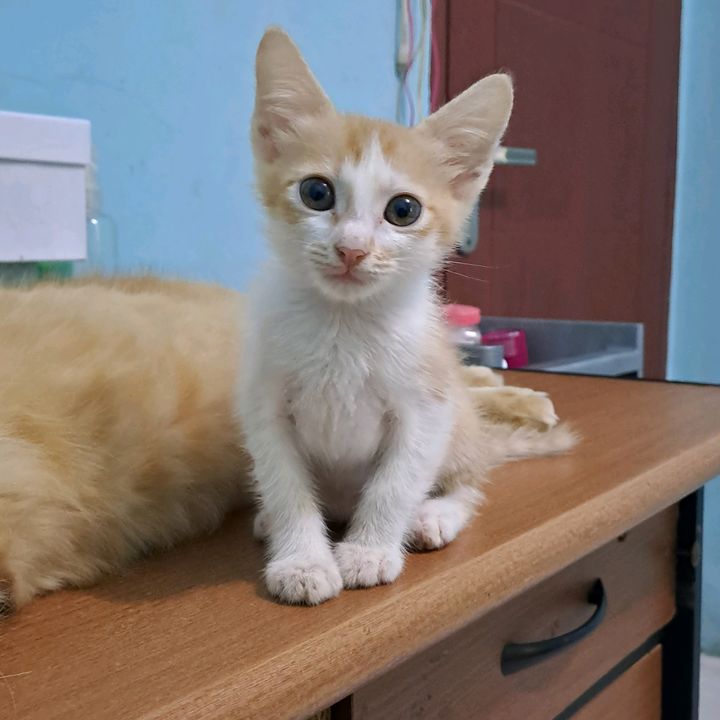 Duomeowmeow🐈