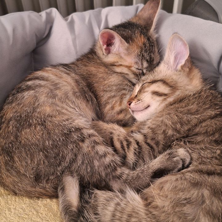 Katzenudo