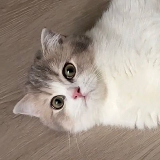 น้องปุยเจื๊อยแจ๊ว🐱