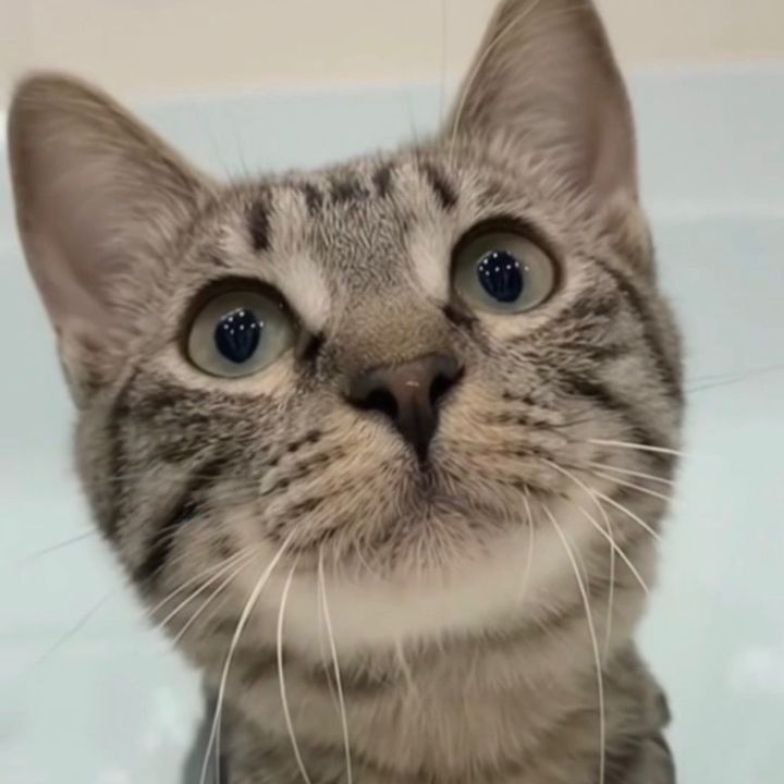 わんぱくねこ🐾 / Funny cats