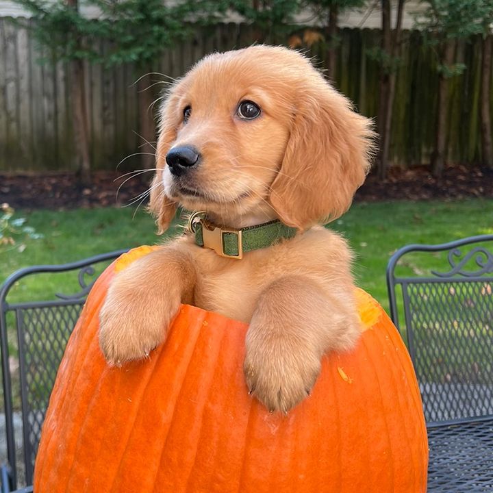 baby_wilbur