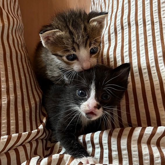 Googoo&Mogmog