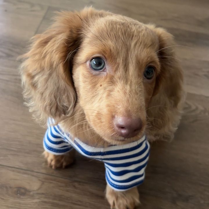 GUSGUS