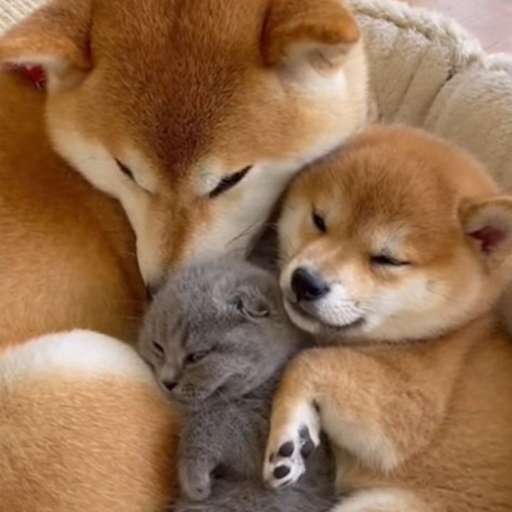 柴と猫