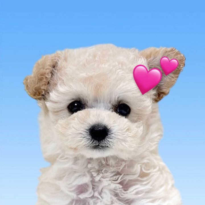 ぱうわう🦭♡