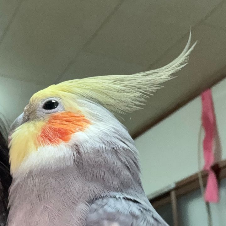 オカメッチ