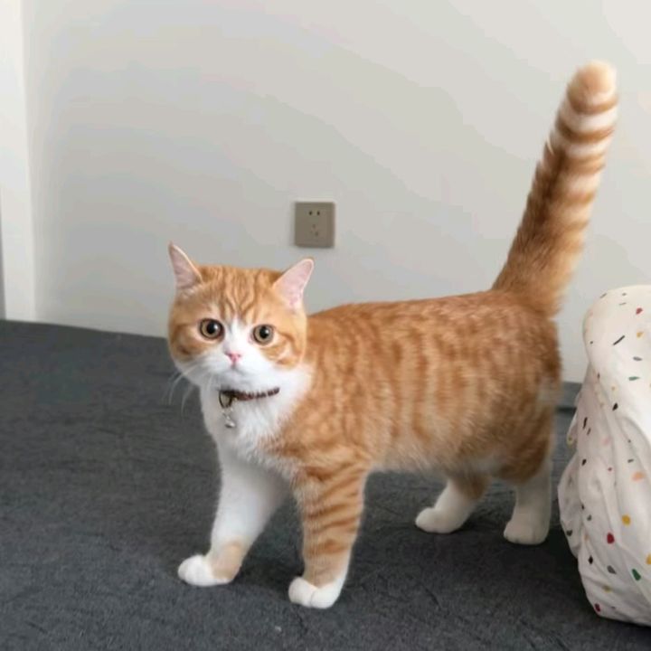 Cam đồ tý hon