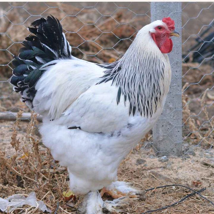 Manoktok