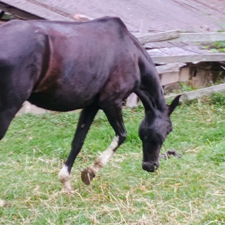 Reinaldo