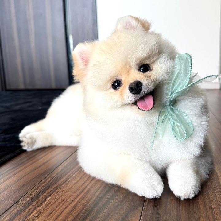 PURIN..🐶🍮
