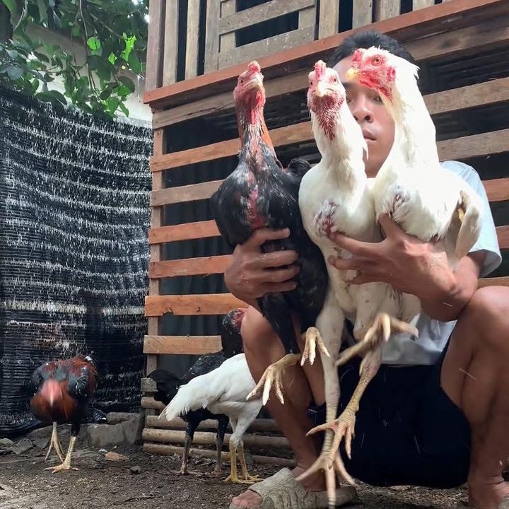Abdibangdi2