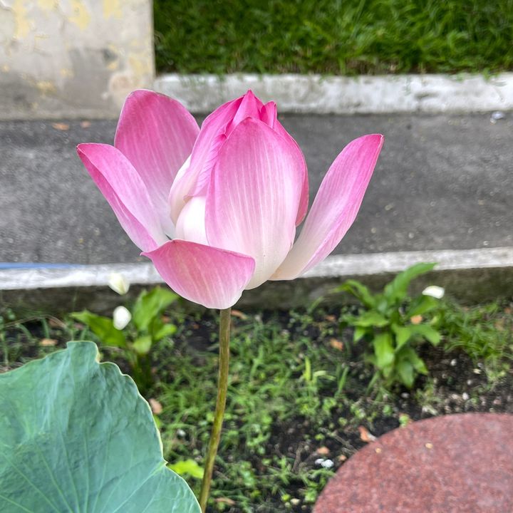 Tâm An