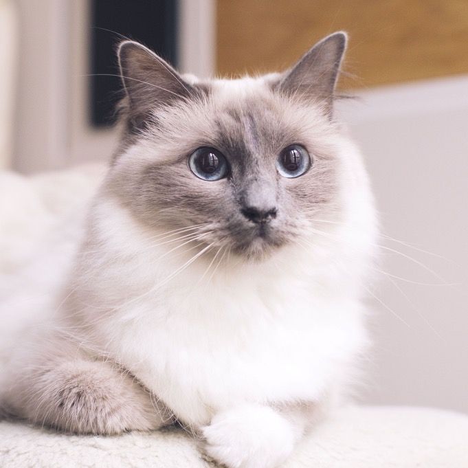 tuankucing88
