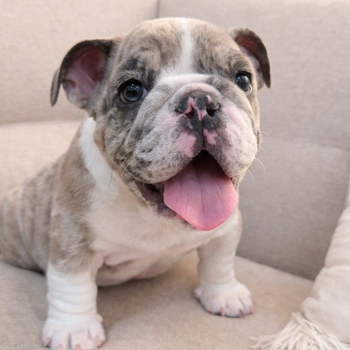 Kaiju The Bulldog