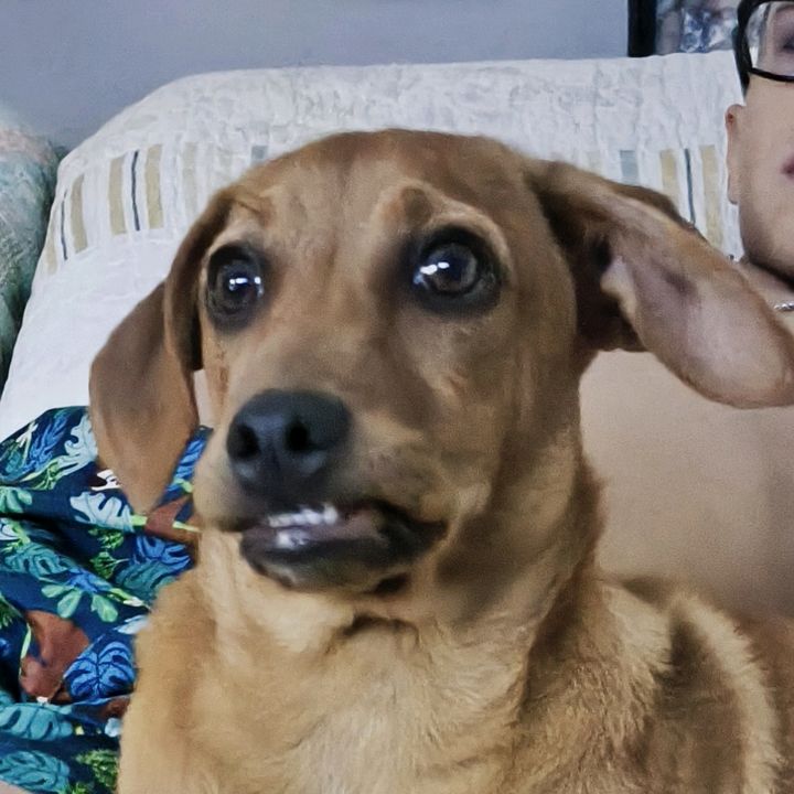 rex durex