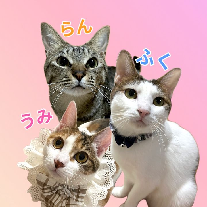 ふくらんうみ🍶