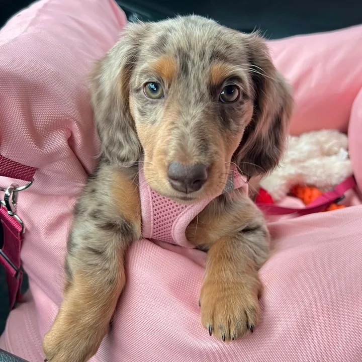 Zumi the Doxie 🎀