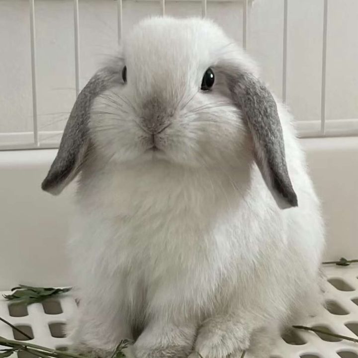 jinnybibiana54495915
