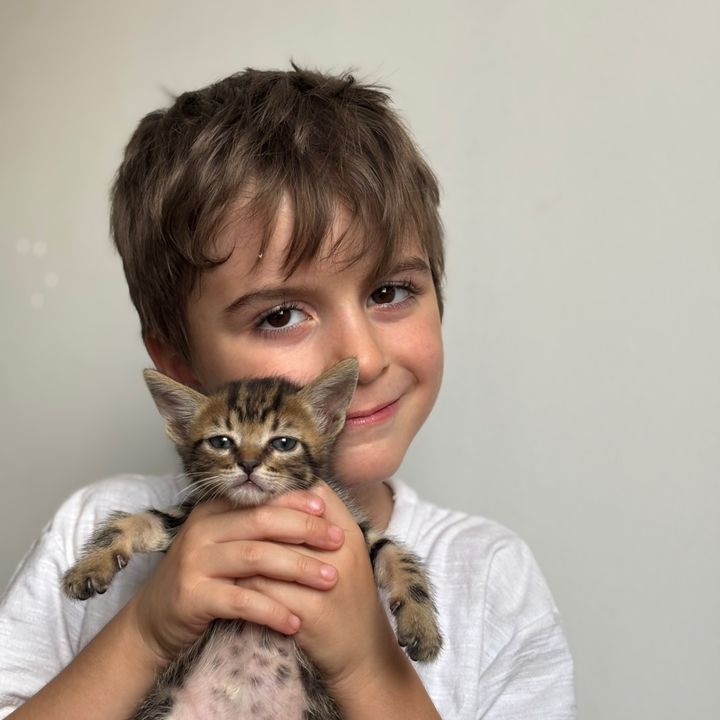 😻 Irmãozinhos Miau