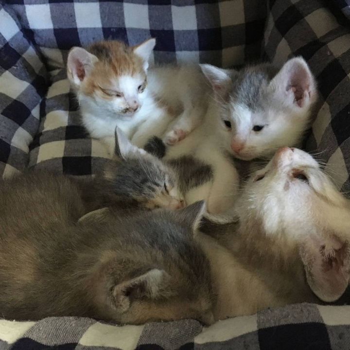 ニャンコナインフェスティバル