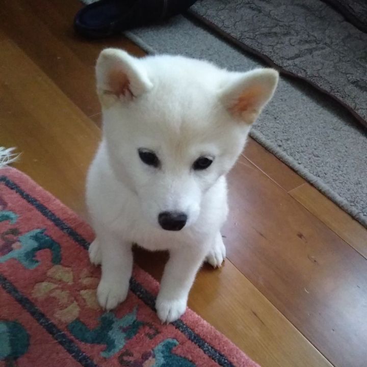 ひろたん