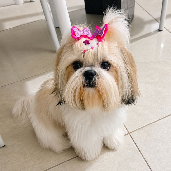 Flor | Shih Tzu