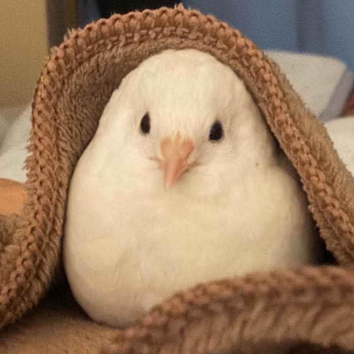 ごんごんといっしょ