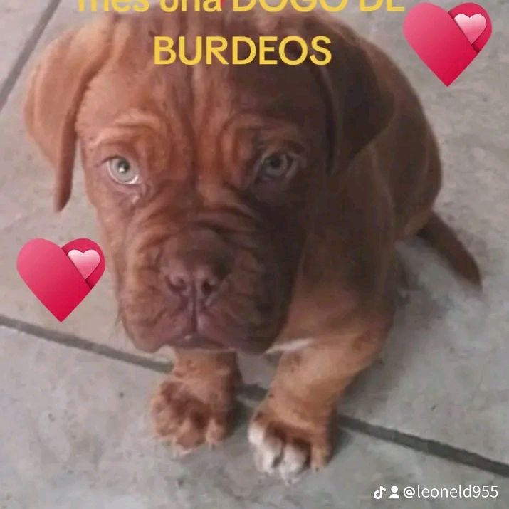 perro 995