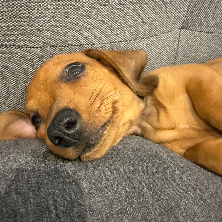 manchitas_la_salchicha