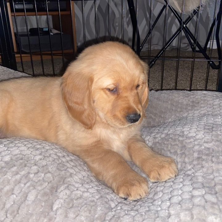 Smoresthegoldengirl
