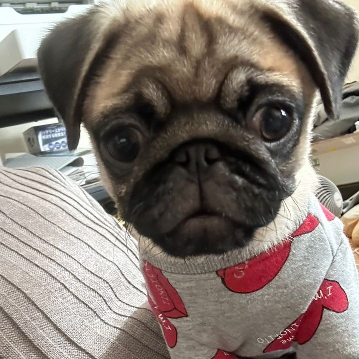 ハローきな子🎀