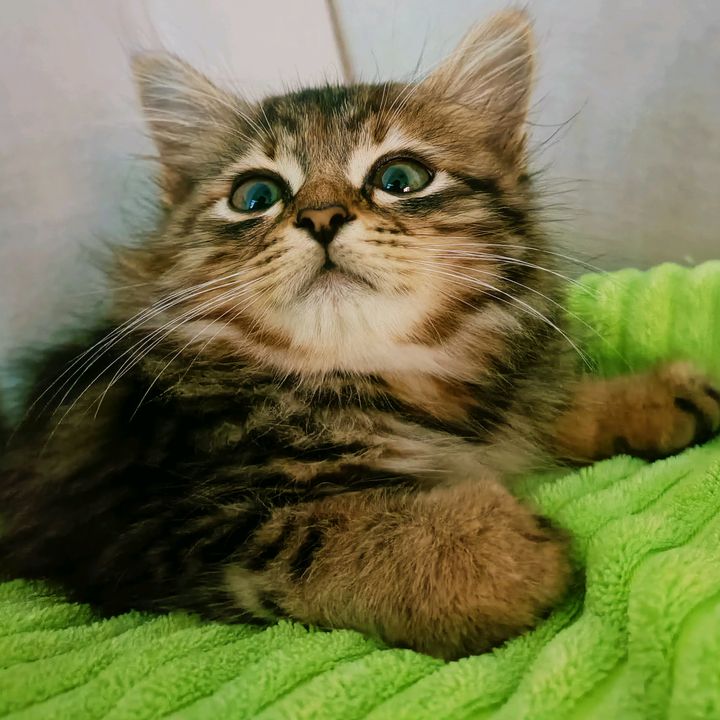 anak bulus