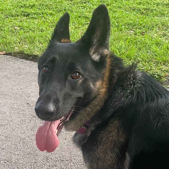 kaiyatheshepherd